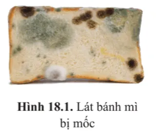 Hình 18.1 là ảnh chụp lát bánh mì bị mốc Mo Dau Trang 109 Sinh Hoc 10