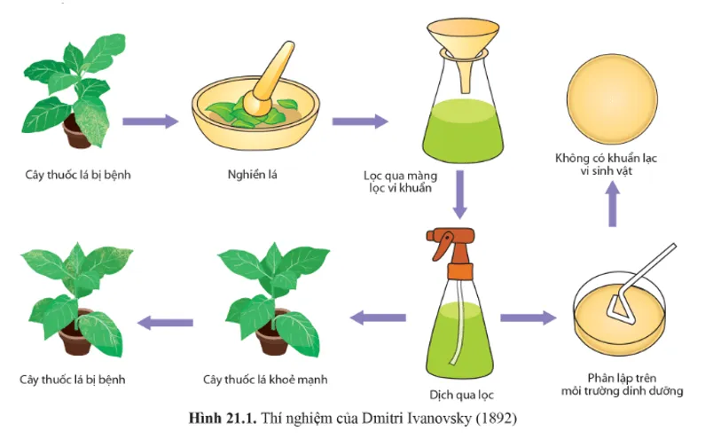 Hình 21.1 mô tả thí nghiệm tìm hiểu nguyên nhân gây bệnh khảm thuốc lá. Mo Dau Trang 131 Sinh Hoc 10