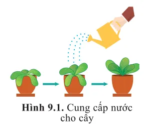 Quan sát hình 9.1, mô tả sự thay đổi hình thái của cây khi tưới nước Mo Dau Trang 55 Sinh Hoc 10