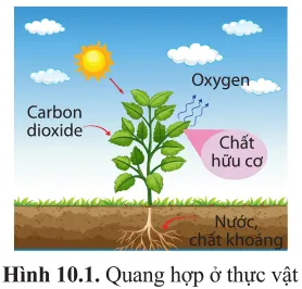 Quan sát hình 10.1 và nêu các dạng năng lượng trong quá trình quang hợp Mo Dau Trang 61 Sinh Hoc 10 145060