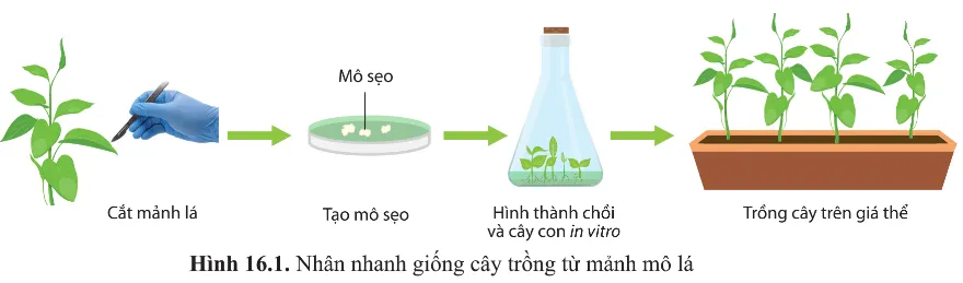 Người ta có thể nuôi mảnh mô lá, thân, rễ,... trong môi trường nhân tạo (hình 16.1) để nhân giống nhanh Mo Dau Trang 95 Sinh Hoc 10 145247