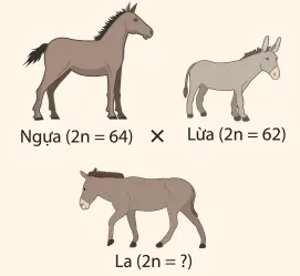 Ngựa có bộ nhiễm sắc thể 2n = 64 và lừa có bộ nhiễm sắc thể 2n = 62 Tim Hieu Them Trang 89 Sinh Hoc 10 145235