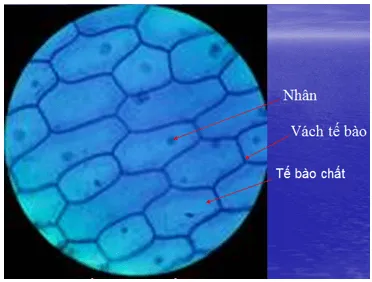 Hãy chọn một đối tượng sinh vật để quan sát và xây dựng các bước quan sát đối tượng Van Dung 1 Trang 12 Sinh Hoc 10