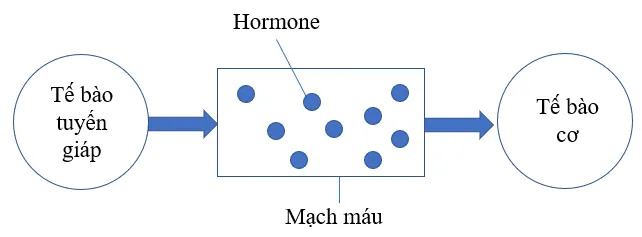 Hormone từ tế bào tuyến giáp được vận chuyển trong máu đến các tế bào cơ làm tăng cường hoạt động phiên mã Van Dung 1 Trang 77 Sinh Hoc 10 145213