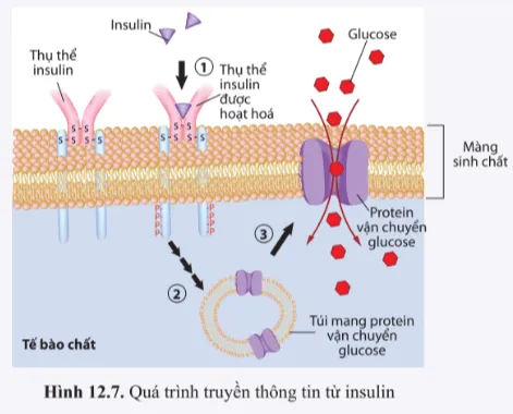 Insulin là hormone nội tiết từ tuyến tụy tác động đến các tế bào như gan, cơ, mỡ Van Dung 2 Trang 79 Sinh Hoc 10 145220