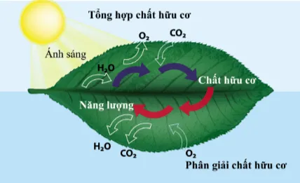 Dựa vào hình 11.12, vẽ sơ đồ thể hiện mối quan hệ giữa quang hợp và hô hấp tế bào ở thực vật? Van Dung 5 Trang 75 Sinh Hoc 10 145079