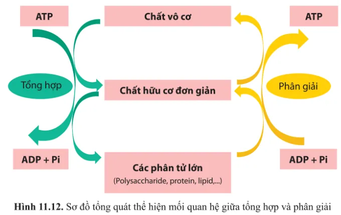 Dựa vào hình 11.12, vẽ sơ đồ thể hiện mối quan hệ giữa quang hợp và hô hấp tế bào ở thực vật? Van Dung 5 Trang 75 Sinh Hoc 10 145082