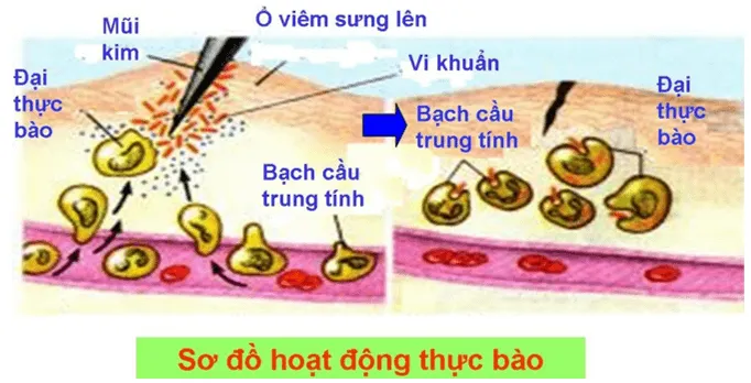 Vì sao tế bào bạch cầu có thể ăn được vi khuẩn Van Dung 8 Trang 49 Sinh Hoc 10