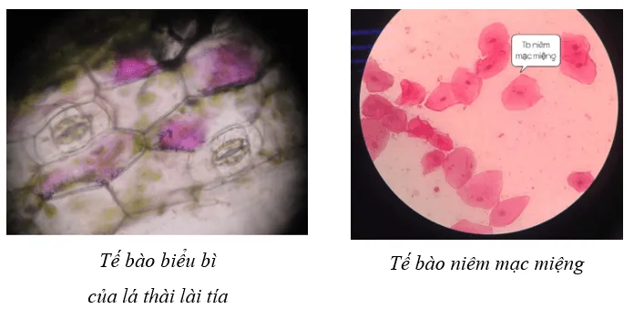 Giải Sinh 10 Bài 10: Thực hành: Quan sát tế bào - Chân trời sáng tạo Bai 10 Thuc Hanh Quan Sat Te Bao 1