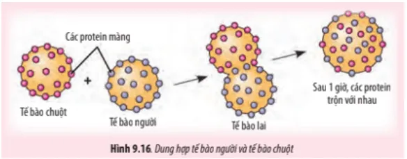 David Frye và Micheal Edidin tại trường Đại học tổng hợp Johns Hopkins đã đánh dấu Bai 4 Trang 51 Sinh Hoc 10