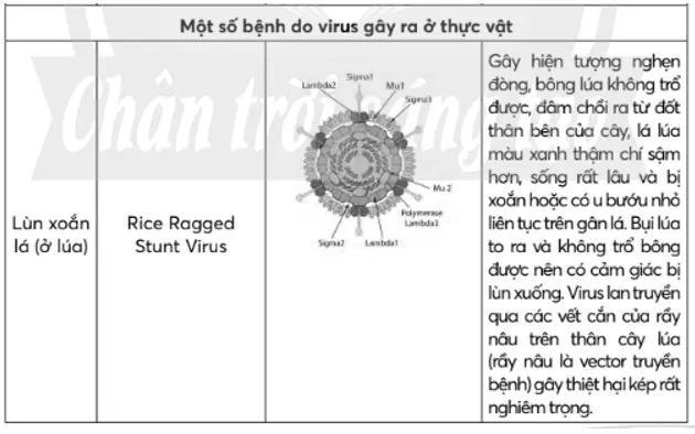 Hãy liệt kê một số bệnh do virus gây ra ở thực vật, động vật và người Bai Tap 1 Trang 154 Sinh Hoc 10 4
