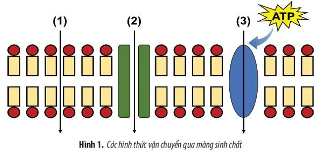 Hình 1 mô tả quá trình vận chuyển các chất qua màng sinh chất  hãy cho biết Bai Tap 2 Trang 84 Sinh Hoc 10