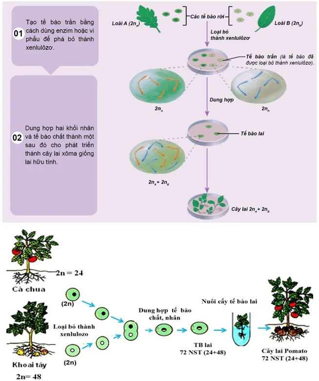 Sưu tầm hình ảnh và thông tin trên sách, báo,... về các phương pháp tạo giống Bai Tap 3 Trang 103 Sinh Hoc 10 1