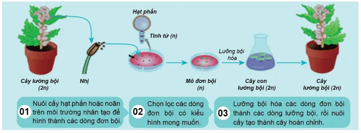 Sưu tầm hình ảnh và thông tin trên sách, báo,... về các phương pháp tạo giống Bai Tap 3 Trang 103 Sinh Hoc 10