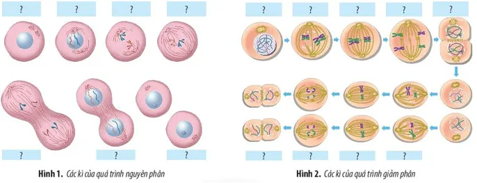 Quan sát Hình 1 và 2. Điền tên các kì thích hợp vào ô trống Bai Tap 3 Trang 105 Sinh Hoc 10