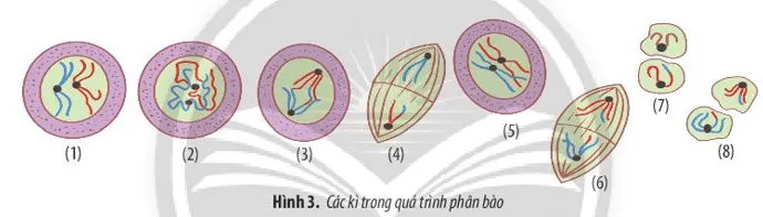 Quan sát hình 3, sắp xếp các hình theo trật tự đúng của các kì trong quá trình phân Bai Tap 4 Trang 105 Sinh Hoc 10