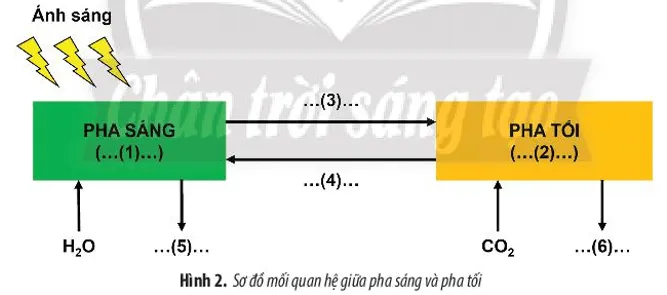 Bổ sung thông tin vào Hình 2 để hoàn thành sơ đồ về mối quan hệ giữa pha Bai Tap 5 Trang 84 Sinh Hoc 10