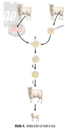 Hình 4 mô tả quá trình nhân bản vô tính ở cừu hãy cho biết tên Bai Tap 6 Trang 105 Sinh Hoc 10