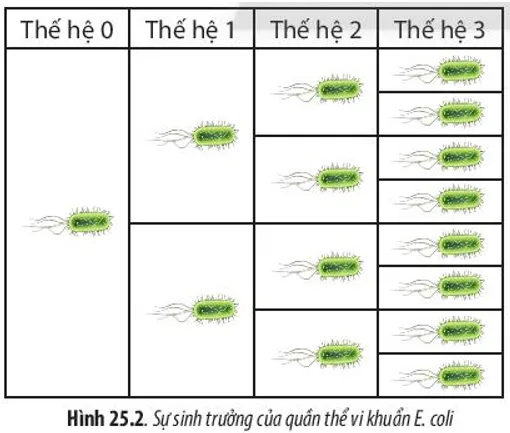 Dựa vào Hình 25.2, hãy nhận xét số lượng tế bào vi khuẩn E. coli sau mỗi lần Cau Hoi 1 Trang 119 Sinh Hoc 10