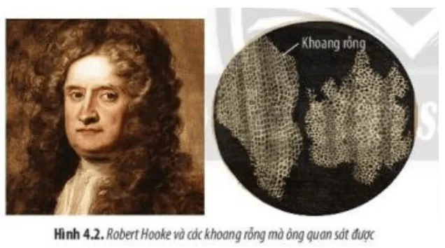 Các khoang rỗng nhỏ cấu tạo nên vỏ bần của cây sồi mà Robert Hooke phát hiện ra Cau Hoi 1 Trang 19 Sinh Hoc 10
