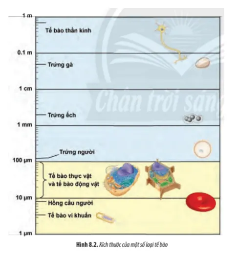 Hãy so sánh kích thước của tế bào nhân sơ và tế bào nhân thực Cau Hoi 1 Trang 38 Sinh Hoc 10