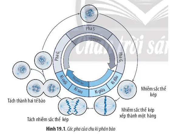 Quan sát Hình 19.1 và cho biết: Quá trình nguyên phân gồm mấy kì Cau Hoi 1 Trang 90 Sinh Hoc 10