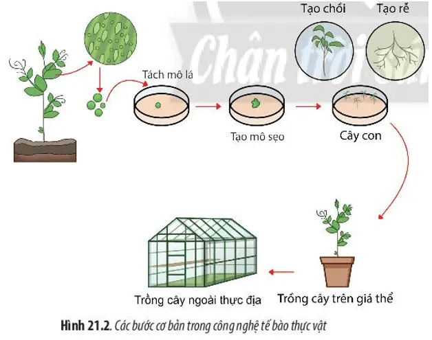 Quan sát Hình 21.1 và 21.2, cho biết thế nào là công nghệ tế bào Cau Hoi 1 Trang 98 Sinh Hoc 10 1