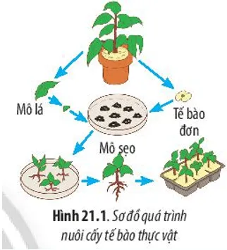 Quan sát Hình 21.1 và 21.2, cho biết thế nào là công nghệ tế bào Cau Hoi 1 Trang 98 Sinh Hoc 10