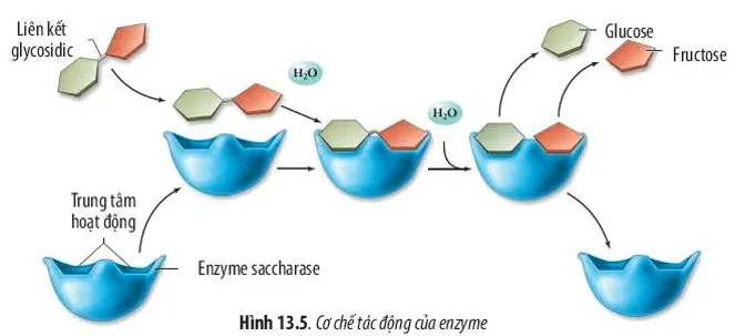 Quan sát Hình 13.5, hãy mô tả cơ chế xúc tác của enzyme Cau Hoi 10 Trang 67 Sinh Hoc 10