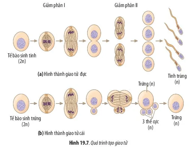 Hãy quan sát quá trình hình thành giao tử ở Hình 19.7 và cho biết ý nghĩa Cau Hoi 10 Trang 94 Sinh Hoc 10