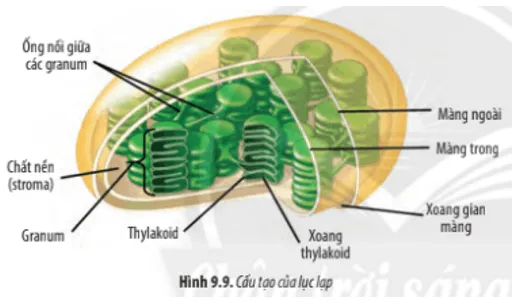 Dựa vào Hình 9.9, hãy mô tả cấu tạo của lục lạp. Từ cấu tạo, hãy cho biết chức năng Cau Hoi 11 Trang 46 Sinh Hoc 10