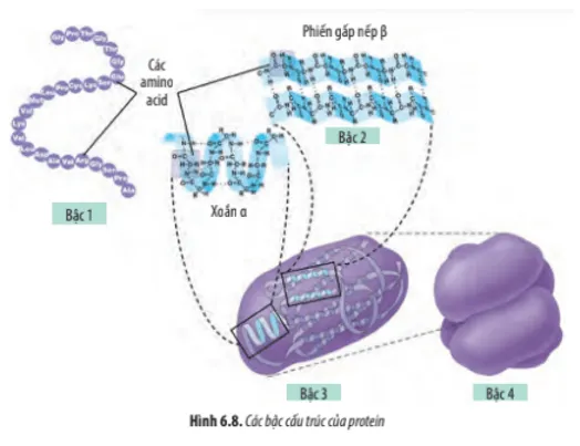 Quan sát Hình 6.8, hãy cho biết: Cấu trúc bậc 1 của protein được hình thành Cau Hoi 15 Trang 28 Sinh Hoc 10