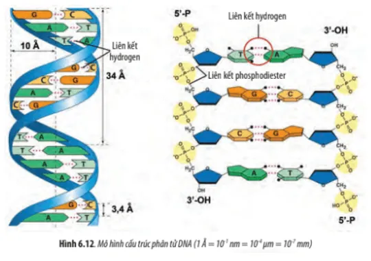 Quan sát Hình 6.12, hãy cho biết mạch polynucleotide được hình thành như thế nào Cau Hoi 18 Trang 31 Sinh Hoc 10