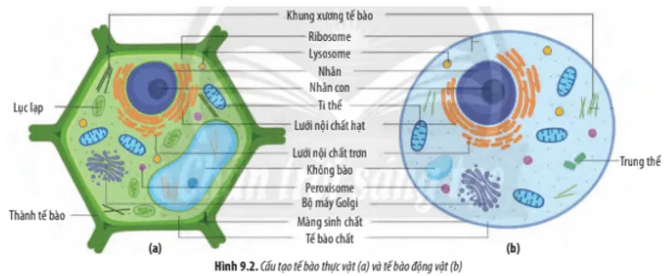 Dựa vào Hình 9.2, hãy lập bảng so sánh cấu tạo tế bào thực vật và động vật Cau Hoi 2 Trang 42 Sinh Hoc 10