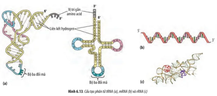 Quan sát Hình 6.13, hãy lập bảng phân biệt 3 loại RNA dựa vào các tiêu chí sau Cau Hoi 21 Trang 32 Sinh Hoc 10