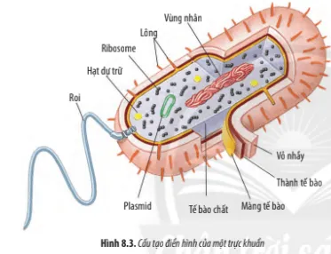 Quan sát Hình 8.3, hãy kể tên các thành phần cấu tạo của tế bào nhân sơ Cau Hoi 3 Trang 39 Sinh Hoc 10