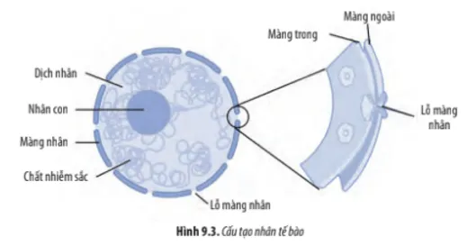 Dựa vào Hình 9.3, hãy cho biết: Các đặc điểm của màng nhân Cau Hoi 3 Trang 43 Sinh Hoc 10