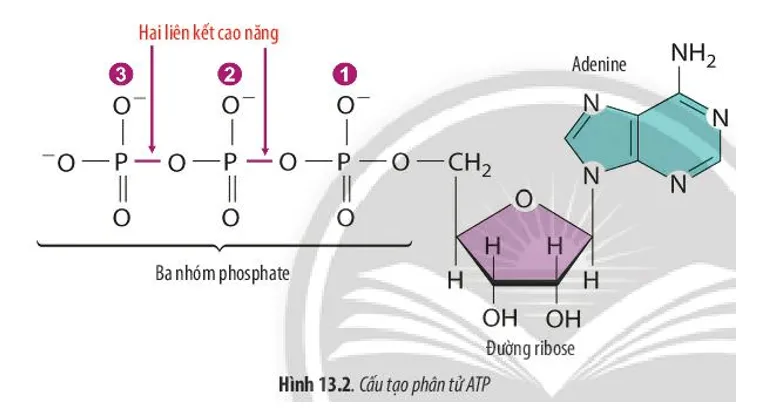 Quan sát Hình 13.2, hãy nêu các thành phần cấu tạo của phân tử ATP Cau Hoi 3 Trang 65 Sinh Hoc 10