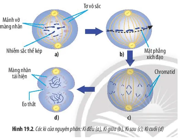 Quan sát Hình 19.2 và cho biết: Giai đoạn phân chia nhân ở quá trình nguyên Cau Hoi 3 Trang 91 Sinh Hoc 10