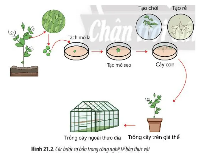 Quan sát Hình 21.2 và 21.3, cho biết nguyên lí để thực hiện công nghệ tế bào là gì Cau Hoi 3 Trang 99 Sinh Hoc 10