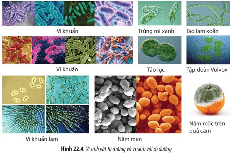 Hãy sắp xếp các loài vi sinh vật trong Hình 22.4 vào các kiểu dinh dưỡng Cau Hoi 4 Trang 107 Sinh Hoc 10