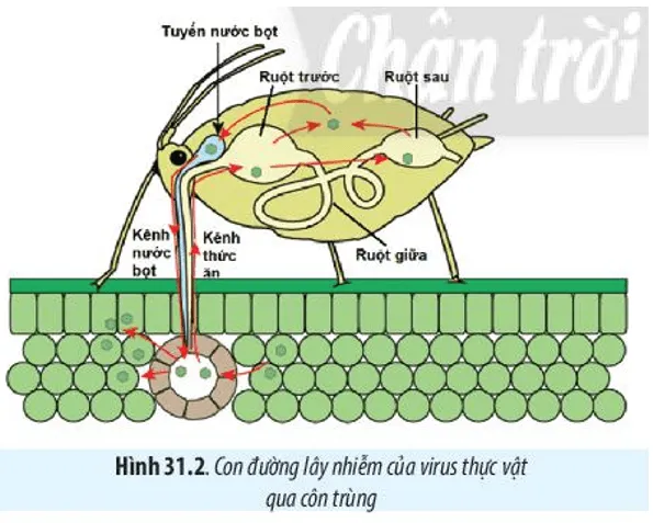 Quan sát Hình 31.2, hãy trình bày con đường lây nhiễm virus ở thực vật qua côn trùng Cau Hoi 4 Trang 148 Sinh Hoc 10