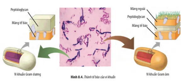 Quan sát Hình 8.4, hãy cho biết sự khác nhau giữa thành tế bào của vi khuẩn Cau Hoi 4 Trang 39 Sinh Hoc 10