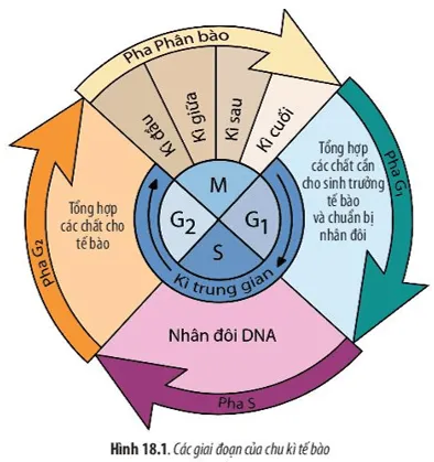 Hãy quan sát Hình 18.1 và cho biết: Trình bày mối quan hệ giữa các pha Cau Hoi 4 Trang 86 Sinh Hoc 10