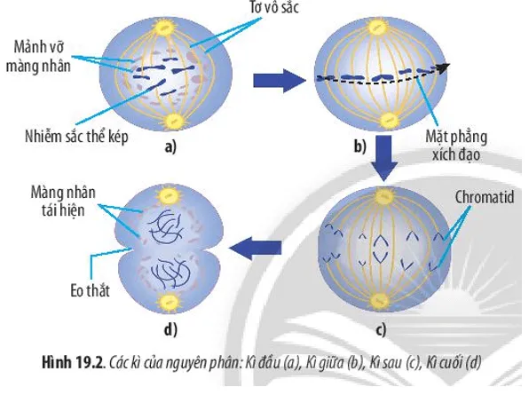 Quan sát Hình 19.2 và cho biết: Trong các kì của nguyên phân, nhiễm sắc thể, thoi phân bào Cau Hoi 4 Trang 91 Sinh Hoc 10