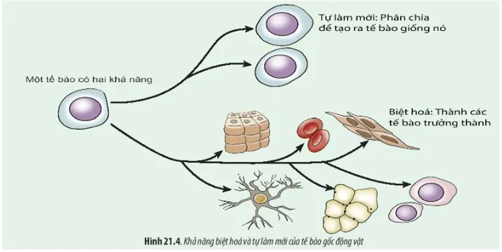 Quan sát Hình 21.3 và 21.4, cho biết tính toàn năng của tế bào là gì Cau Hoi 4 Trang 99 Sinh Hoc 10 1