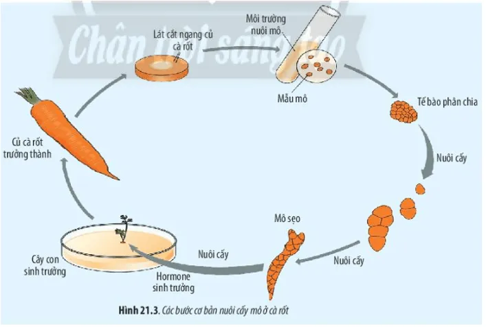 Quan sát Hình 21.3 và 21.4, cho biết tính toàn năng của tế bào là gì Cau Hoi 4 Trang 99 Sinh Hoc 10