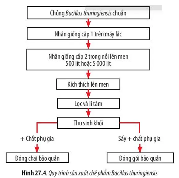 Quan sát Hình 27.4, hãy mô tả quá trình sản xuất thuốc trừ sâu Bt Cau Hoi 5 Trang 133 Sinh Hoc 10