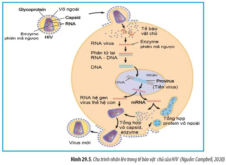 Quan sát Hình 29.5, hãy mô tả quá trình nhân lên của HIV trong tế bào vật chủ Cau Hoi 5 Trang 142 Sinh Hoc 10