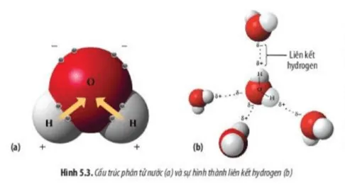 Quan sát Hình 5.3a và cho biết các nguyên tử cấu tạo nên phân tử nước mang điện tích Cau Hoi 5 Trang 23 Sinh Hoc 10